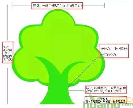 苗木等级是价格高低的主要因素，判断苗木的好坏有哪些标准?