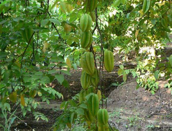 杨桃种植的实生砧木苗培育