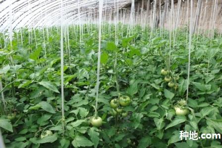 大棚种菜怎么施用冲施肥？