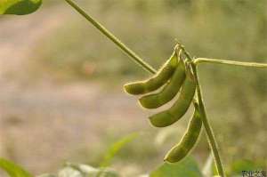 东北大豆种植之春播技术