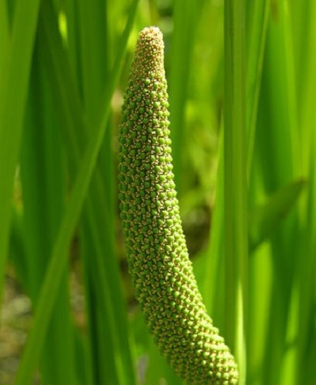 漂亮的菖蒲