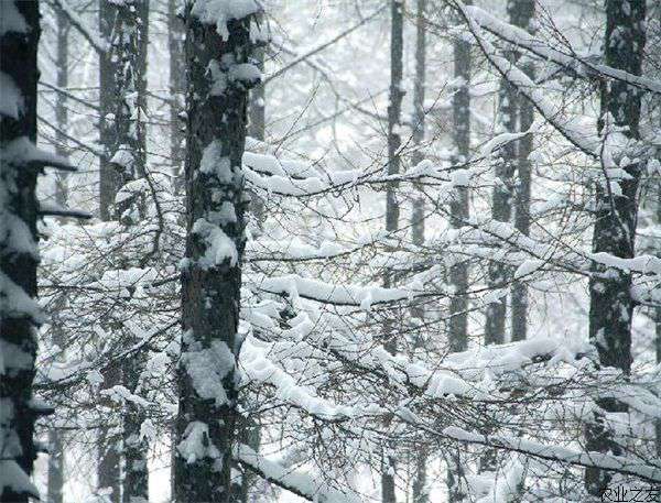 雪松休眠期病虫害防治