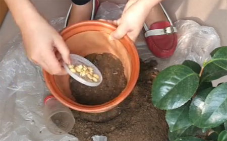 山茶花的种植方法，图解如何给孕蕾期间的山茶花换盆