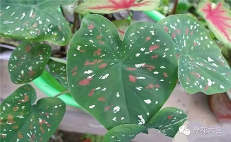 休眠期如何给花浇水？