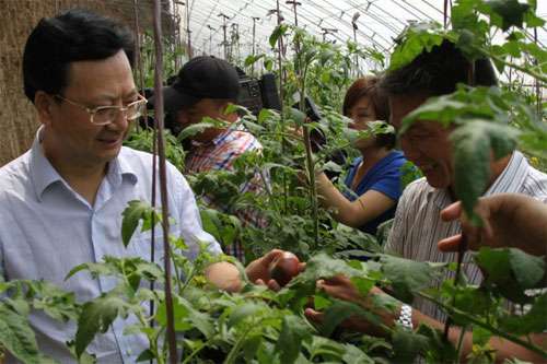 黑番茄种苗移栽及管理技术_黑番茄 种苗移栽