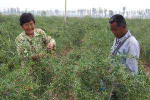 如何确保苗木成活率？抓住关键很重要！