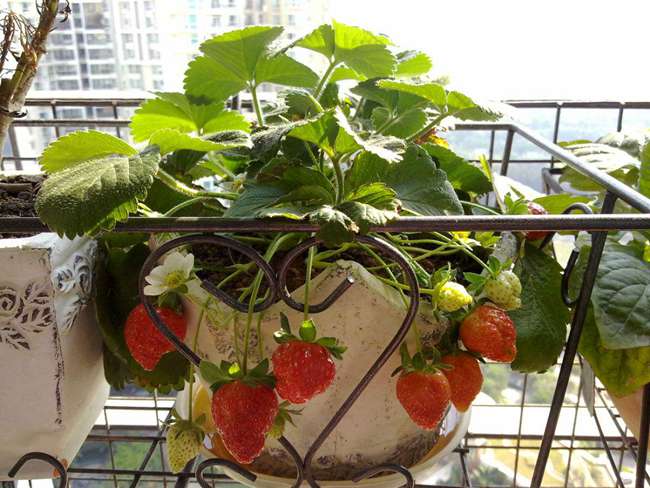 甜查理草莓种植.jpg