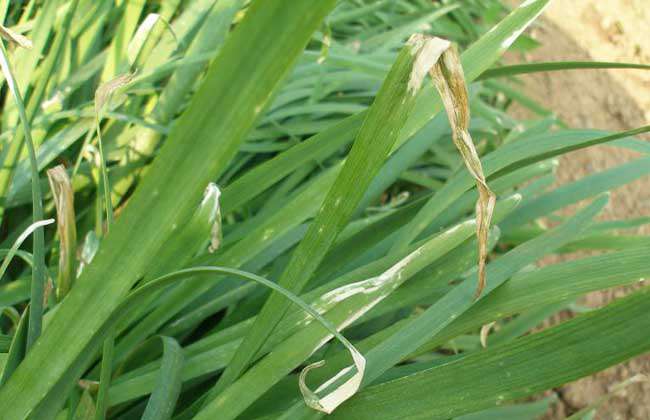 韭菜种植最简单方法