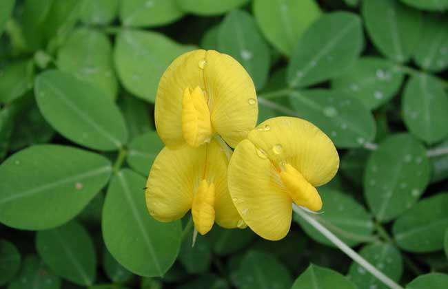 花生种子价格及种植方法