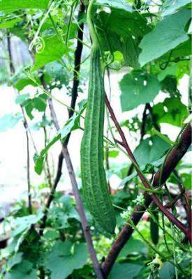 夏季如何种植丝瓜