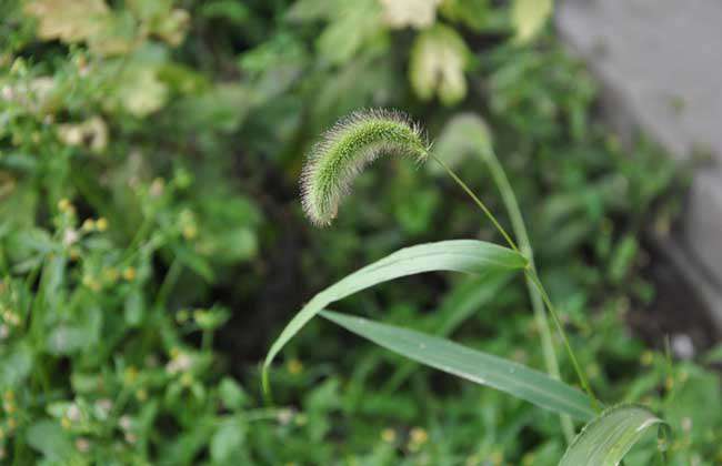 狗尾巴草是什么植物？