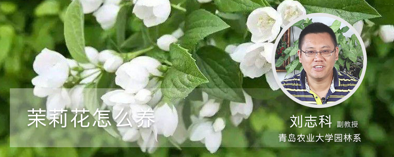 茉莉花怎么养