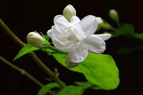 茉莉花开花后怎么办