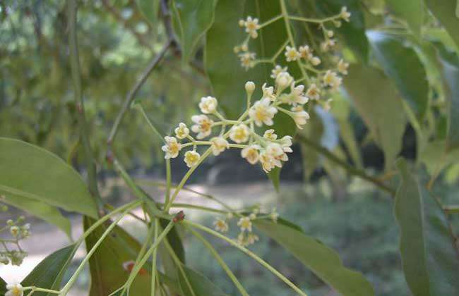 香樟树有什么特点？