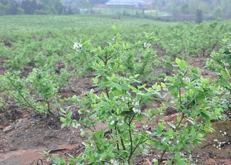 哪里有蓝莓种植方法？