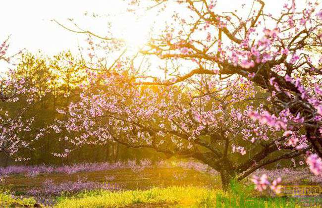 春季种植新桃树的方法技术要点.jpg
