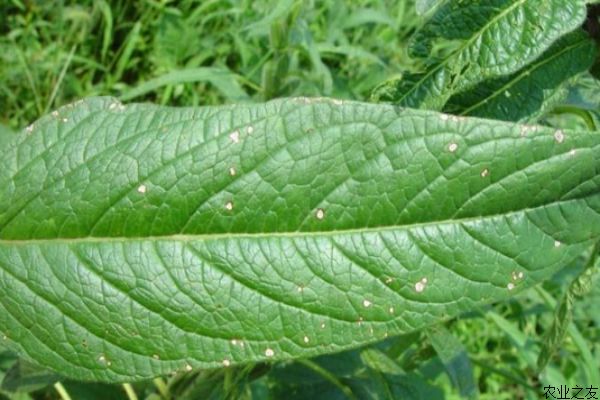 芝麻病虫害防治技术