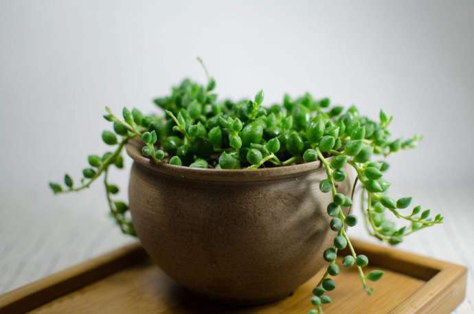 情人泪 Senecio rowleyanus