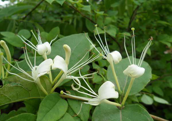 金银花种植前景如何？