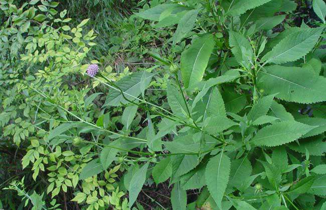 续断种子价格及种植方法