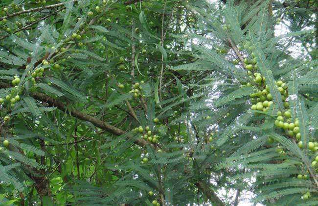 橄榄树种植技术