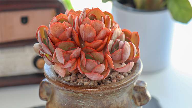 多肉秀妍 Echeveria Sunyan