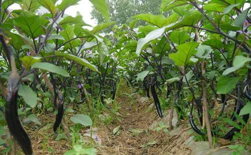 茄子种植之茄子播种的时间和具体方法