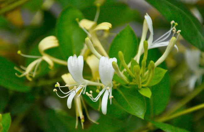 金银花种植条件