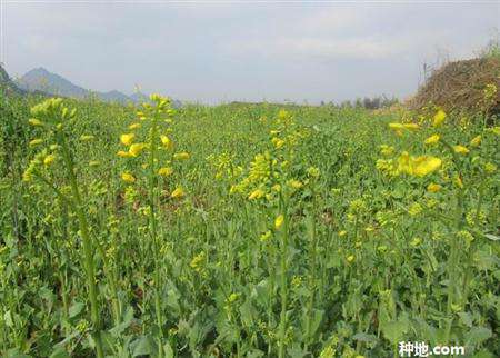 如何防止油菜早开花？