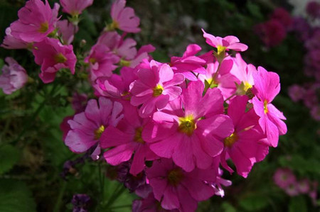 樱草花花朵