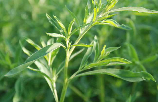 地肤种子价格及种植方法