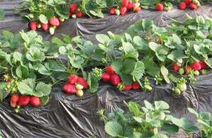 草莓种植杂草的防治