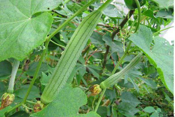 夏天丝瓜种植技术要点