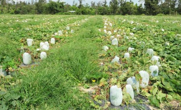 冬瓜种植嫁接技术要点