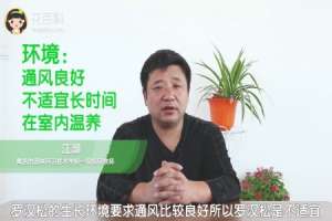 罗汉松的养殖方法和注意事项