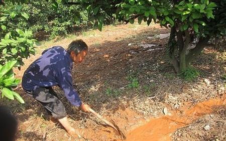 沙糖桔种植技术