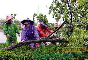 台风“苏迪罗”来袭 苗木基地如何防御