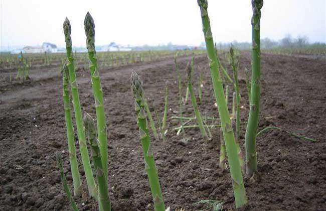 芦笋是什么植物？