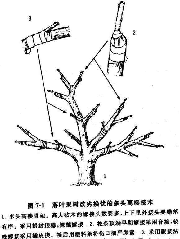 高接换头嫁接技术5.jpg