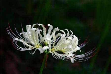 白花石蒜播种繁殖法