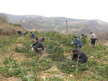 金银花种植技术图片视频