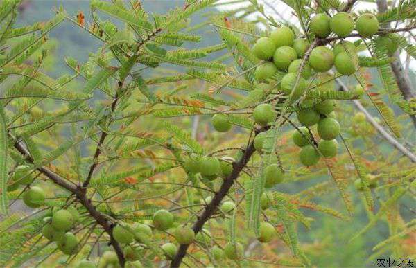 橄榄种植实生砧木苗的繁育