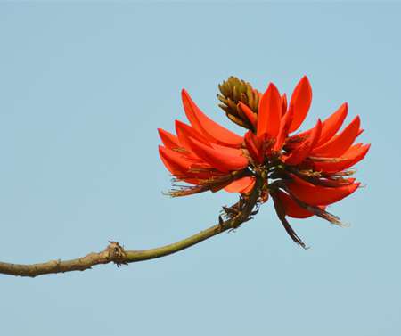 龙牙花有毒吗