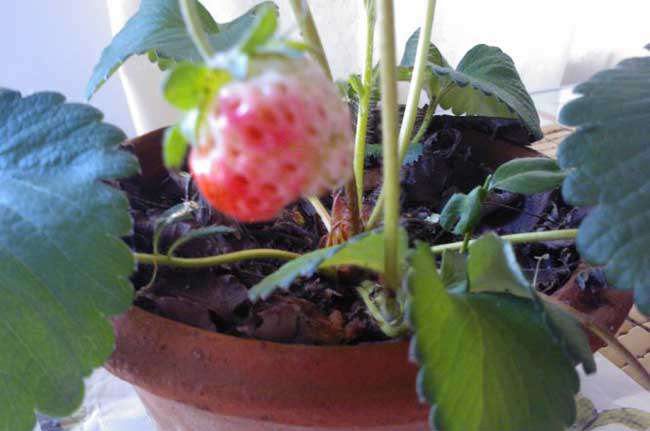阳台草莓如何种植？