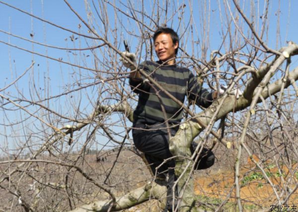 苹果种植：苹果树配方施肥技术