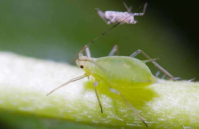 草木灰在花卉病虫害防治上妙用