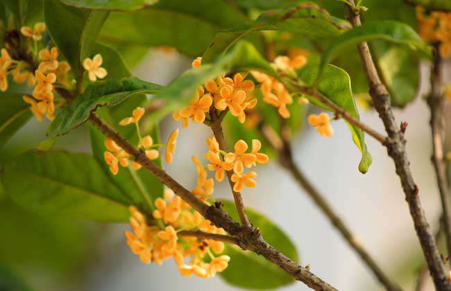 桂花树叶子干枯怎么办？