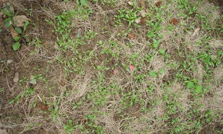 香菜种植