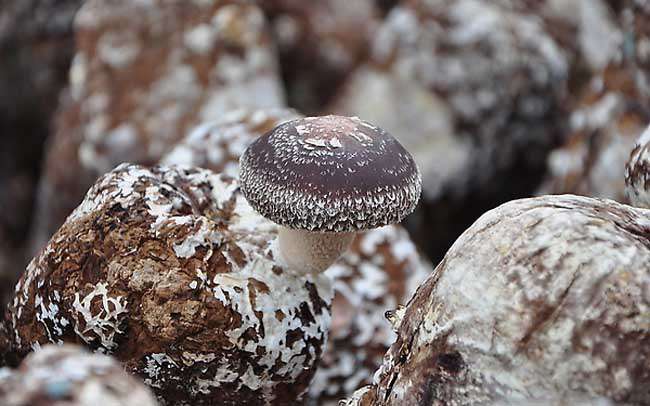 香菇栽培技术