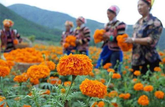 云南花卉基地3.jpg